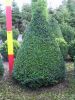 Buxus semp. arbor. Kegel