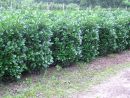 Prunus lauroc.'Etna'-R-