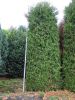 Thuja occidentalis