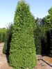 Thuja occidentalis