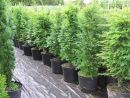 Taxus baccata