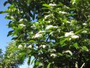 Crataegus lavallei 'Carrierei'