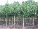 Carpinus betulus