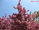 Malus Liset