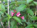 Weigela Bristol Ruby