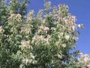 Acer negundo 'Flamingo'