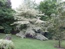 Cornus controversa Variegata