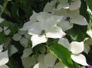 Cornus kousa chinensis