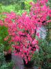 Euonymus alatus