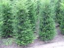 Taxus baccata