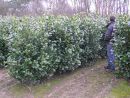 Prunus laur. Etna (R)