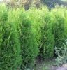 Thuja occidentalis 'Brabant'