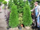 Thuja occidentalis 'Smaragd'