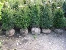 Taxus baccata