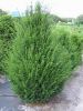 Taxus baccata