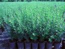 Ligustrum vulgare 'Atrovirens'
