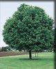 Platanus acerifolia, Dachform
