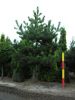 Pinus nigra - Stamm