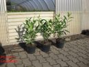 Prunus laur. Caucasica
