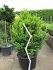 Buxus sempervirens arborescens