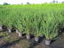 Ligustrum vulg. Atrovierens