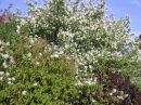 Amelanchier lamarckii