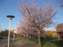 Prunus 'Accolade'CAC