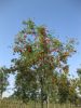 Sorbus aucuparia Edulis