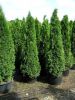 Thuja occ. Smaragd