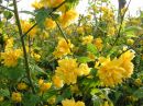 Kerria japonica Pleniflora