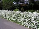 Spiraea cinerea 'Grefsheim'