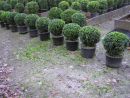Buxus sempervirens arborescens