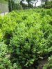 Buxus semp. arbor.