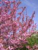 Prunus serrulata 'Kanzan'