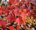 Acer rubrum