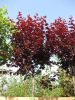 Prunus cerasifera 'Nigra'CAC