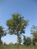 Sorbus aucuparia 'Edulis'