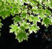 Acer platanoides 'Drummondii'