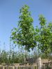 Liquidambar styraciflua