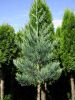 Seqoiadendron gig. Glauca