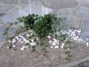 Cotoneaster dammeri radicans