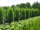 Thuja occidentalis 'Brabant'