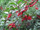 Ilex meserveae 'Blue Princess'-R-