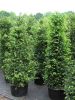 Taxus baccata