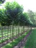 Prunus lauroc.'Etna'-R-