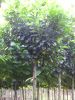 Prunus lauroc.'Etna'-R-