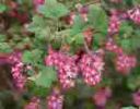 Ribes sanguineum Atrorubens