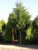 Cupressocyparis leylandii Stamm