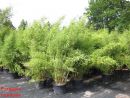 Sinarundinaria - Fargesia murielae