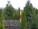 Thuja plicata Stammkugel